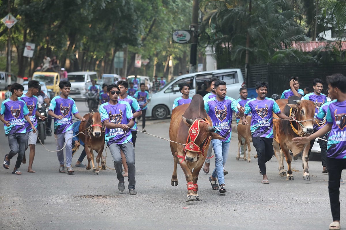 কাজীর দেউড়ি ও আশপাশের পাড়া-মহল্লার বিভিন্ন ক্লাবের আয়োজনে গরুর শোভাযাত্রা। আজ বিকেল সাড়ে চারটায় চট্টগ্রাম নগরের সিআরবি এলাকায়