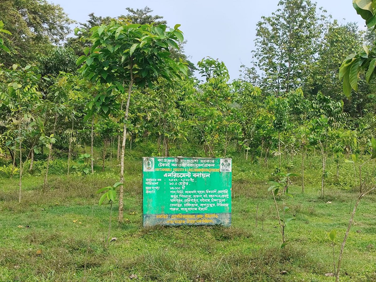 ভোমরিয়াঘোনার সংরক্ষিত বনে ঝোপঝাড় কেটে করা সুফল প্রকল্পের বনায়ন। কক্সবাজারের ঈদগাঁও উপজেলায়। ১৪ মে
