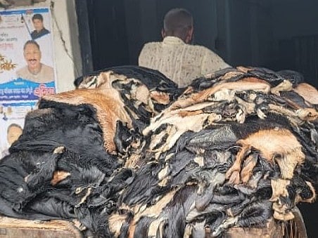 কোরবানির পশুর চামড়া