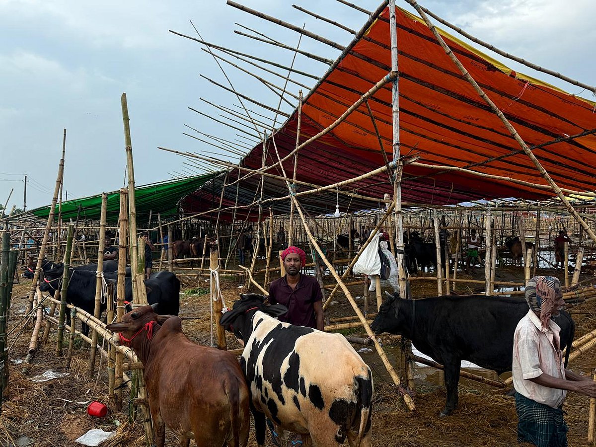 উত্তরা দিয়াবাড়ির অস্থায়ী পশুর হাটে আজ দুপুরের আগেই বেশিরভাগ গরু বিক্রি হয়ে গেছে। ঢাকা, ৬ জুন ২০২৫