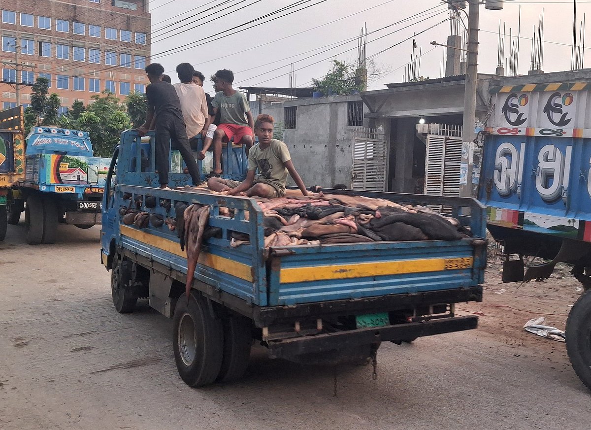 সাভারের হেমায়েতপুরের হরিণধরায় চামড়াশিল্প নগরে ট্রাকে করে আনা হচ্ছে কোরবানির পশুর কাঁচা চামড়া। আজ শনিবার সন্ধ্যা সাড়ে ছয়টার দিকে