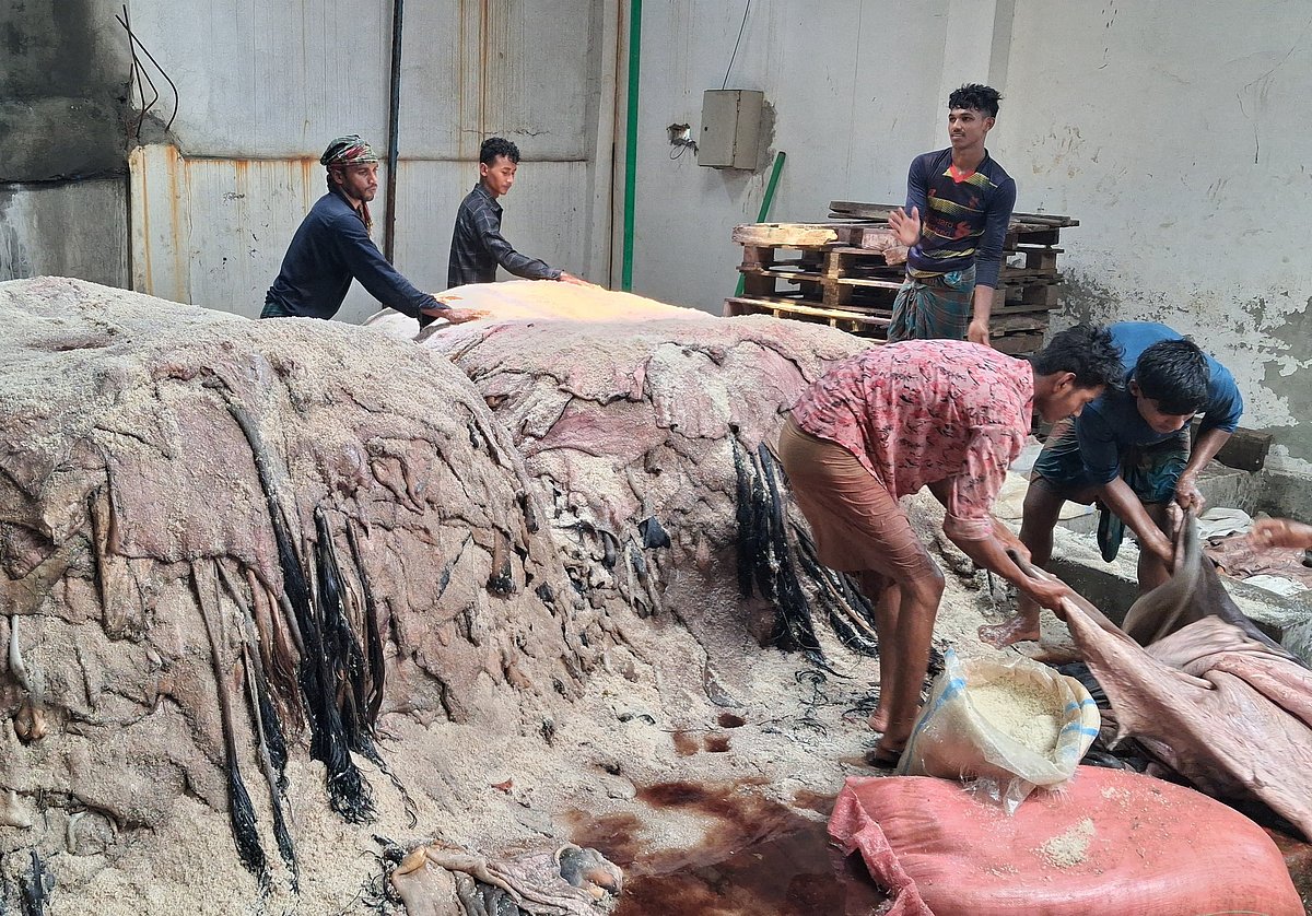 কোরবানির পশুর চামড়া সংরক্ষণকাজে ব্যস্ত সময় পার করেছেন শ্রমিকেরা। রোববার সাভারের হেমায়েতপুরের হরিণধরার চামড়াশিল্প নগরে একটি ট্যানারিতে