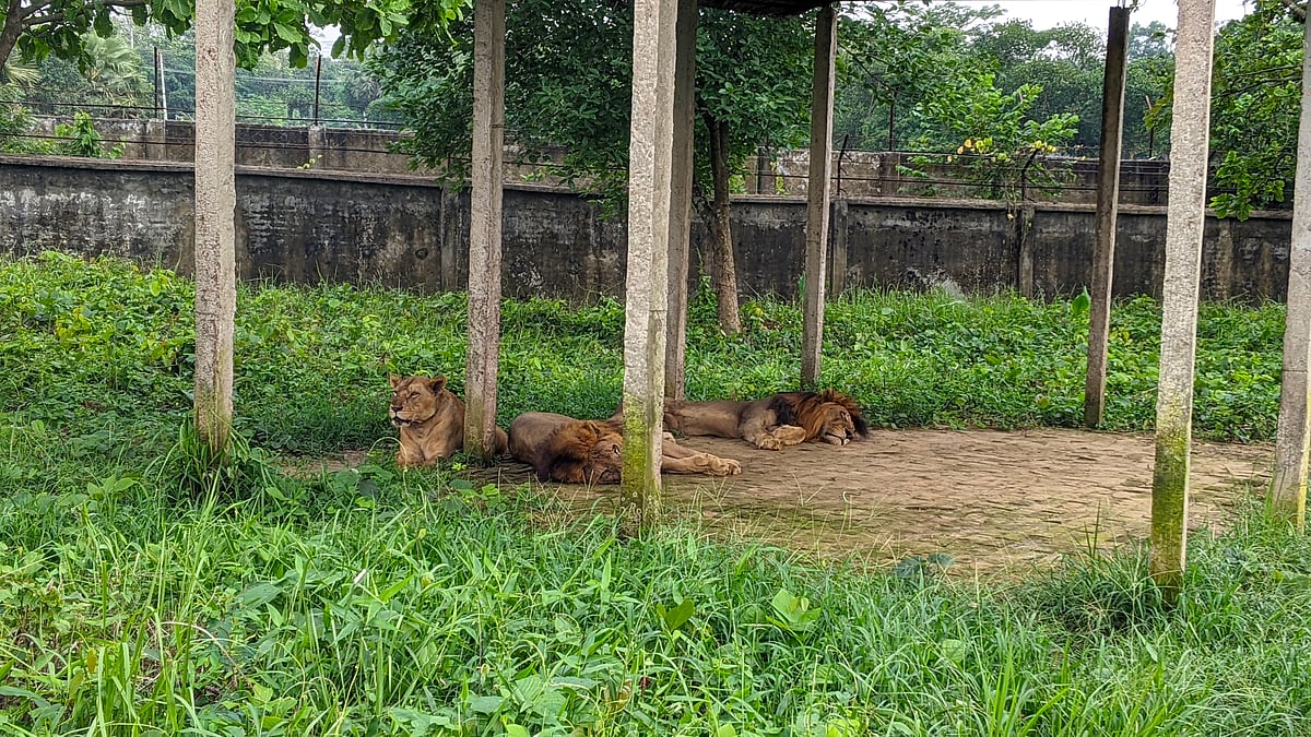 গাজীপুর সাফারি পার্ক