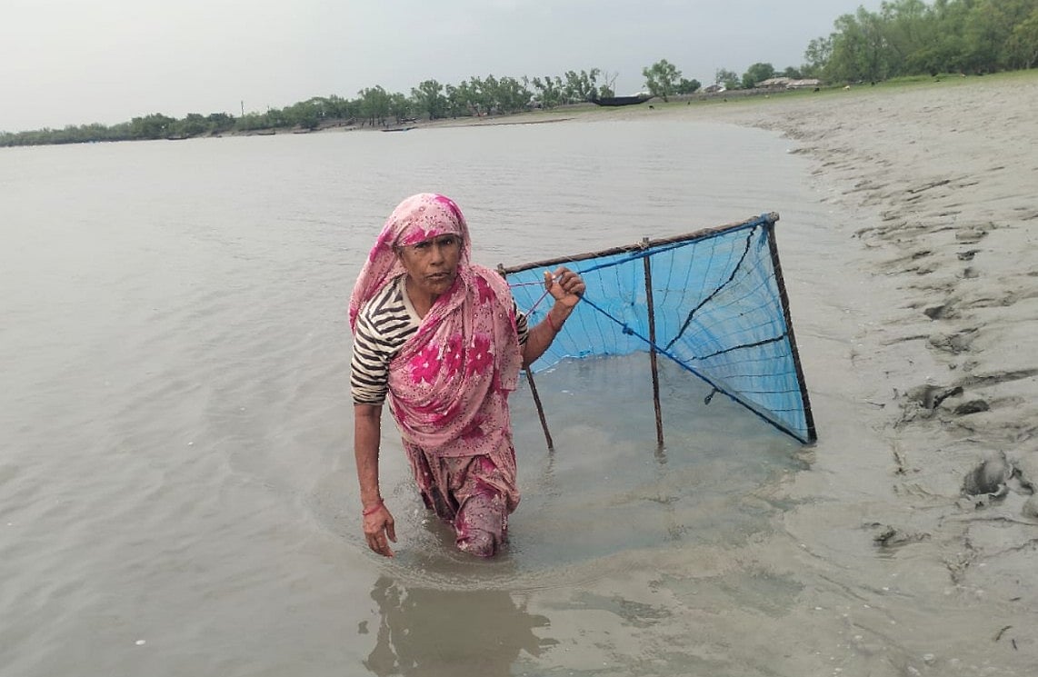 নদীতে জাল টেনে চিংড়ি রেণু ধরছেন জুলেখা বিবি। সম্প্রতি সাতক্ষীরার শ্যামনগরের গোলাখালী গ্রামের পাশ দিয়ে বহমান মামুদো নদীতে