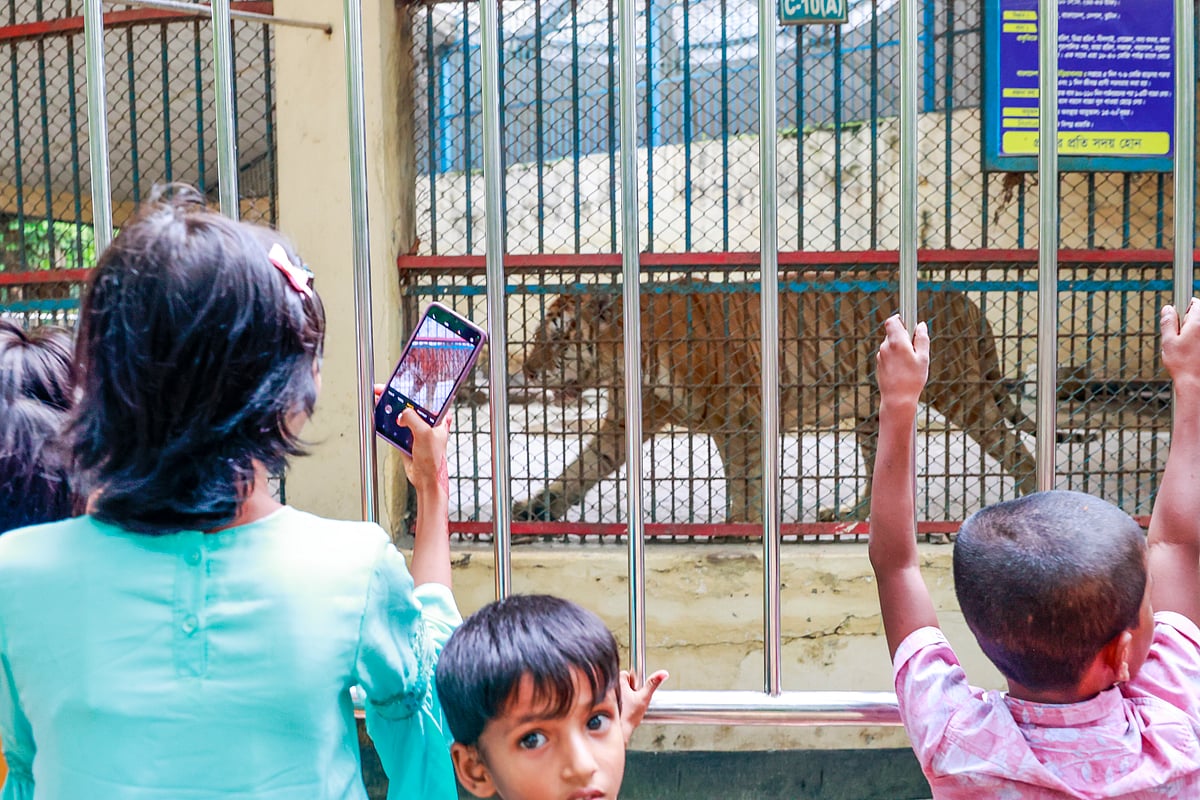 চিড়িয়াখানায় বেঙ্গল টাইগারের খাঁচার সামনে দর্শনার্থীরা। ঢাকা, ৮ জুন, ২০২৫