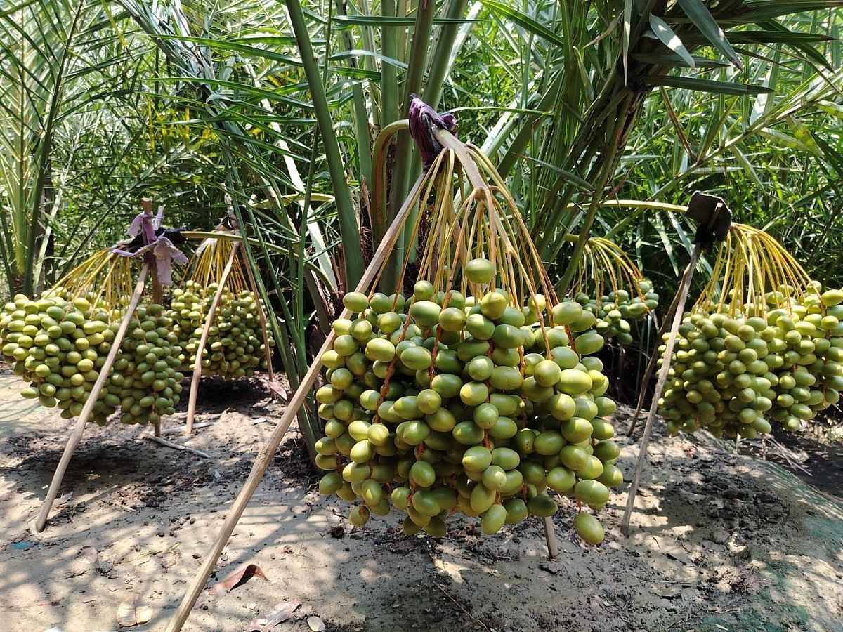 সাতক্ষীরার কালীগঞ্জ উপজেলার সৌদিফেরত শোকর আলীর বাড়িতে রোপণ করা একটি খেজুরগাছে ধরেছে সাত ছড়া খেজুর
