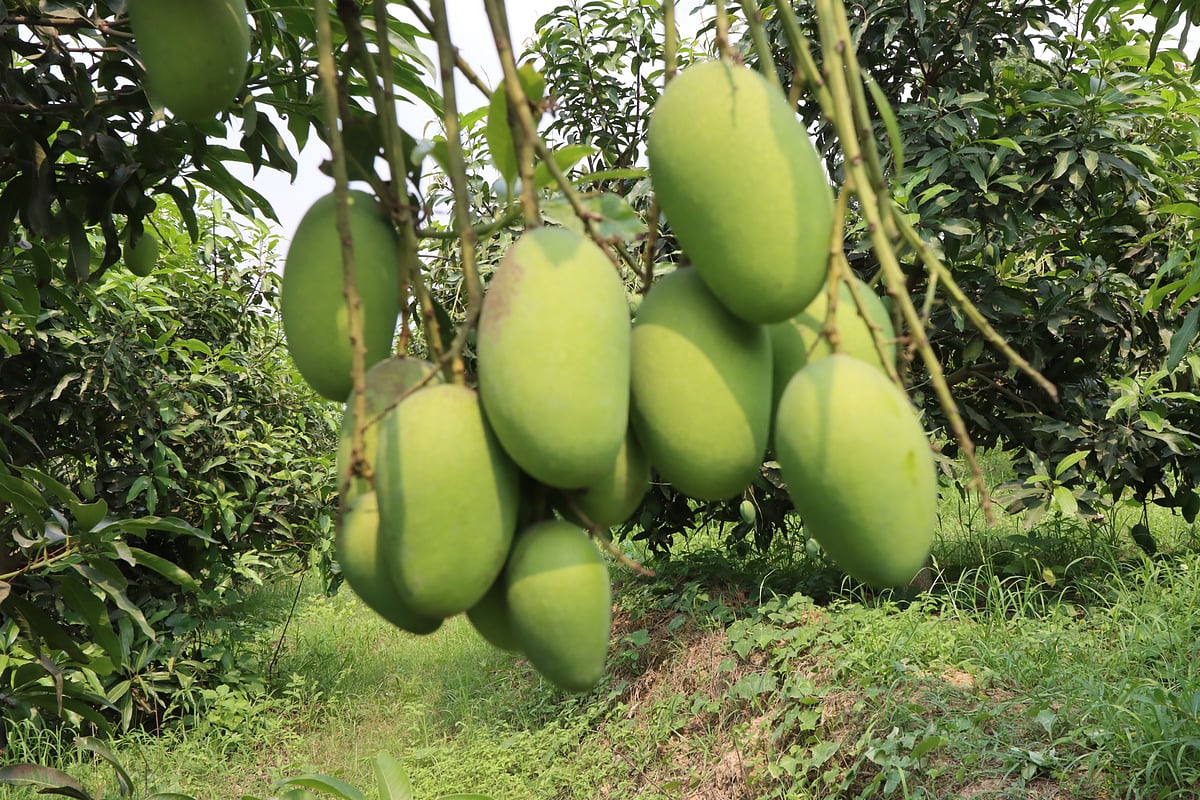 বাংলাদেশের বাজারে এখন নতুন ১৮টি জাতের আম পাওয়া যায়
