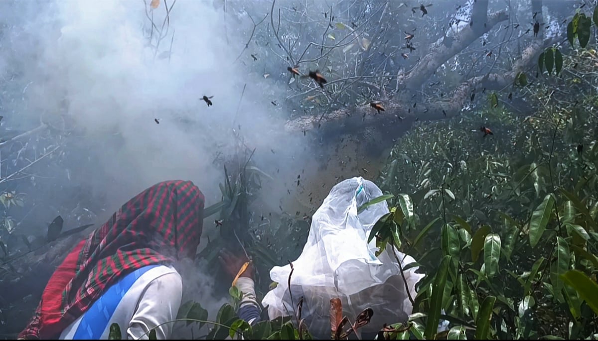 সুন্দরবনে মৌমাছির চাক থেকে মধু সংগ্রহ করছেন মৌয়ালরা। সম্প্রতি সুন্দরবনের পণ্ডিতখালী খাল–সংলগ্ন এলাকায়