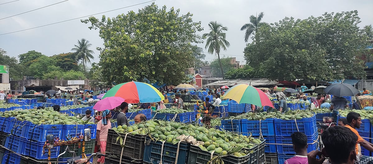 চাঁপাইনবাবগঞ্জের শিবগঞ্জ উপজেলার কানসাট আমের বাজার