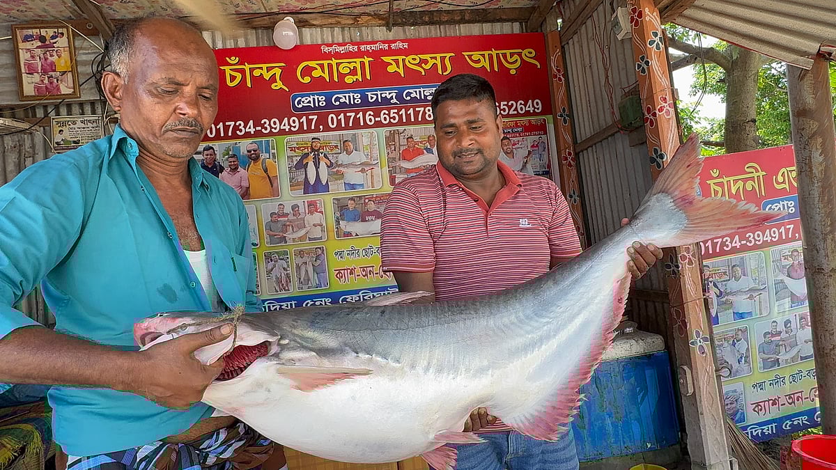 পদ্মা নদীর মোহনায় আজ বৃহস্পতিবার সকালে প্রায় ১৯ কেজি ওজনের পাঙাশ ধরা পড়ে