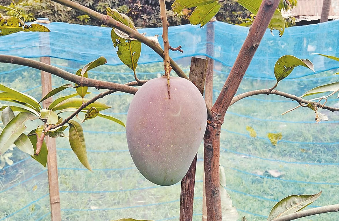 অম্বিকা বড় হচ্ছে যশোরের হর্টিকালচার সেন্টারে