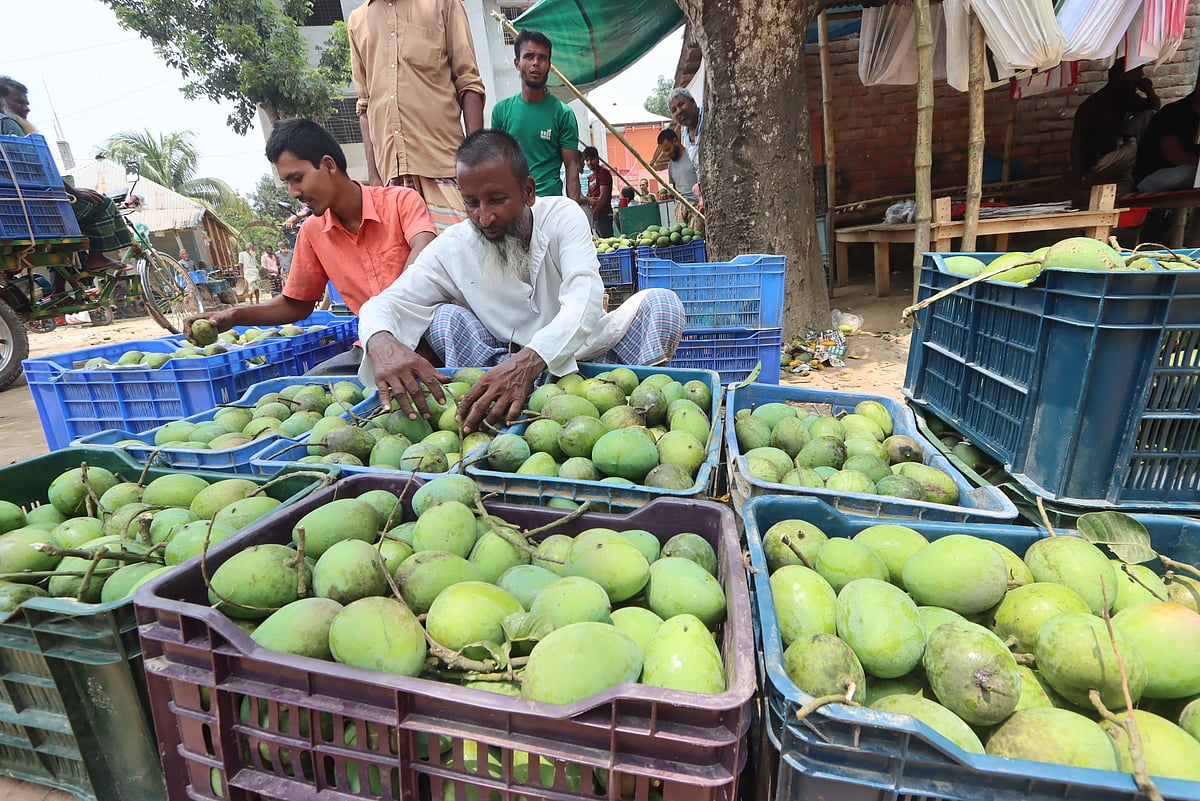 বাজারে আসতে শুরু করেছে হাঁড়িভাঙা আম। বুধবার রংপুরের মিঠাপুকুর উপজেলার পদাগঞ্জ হাটে