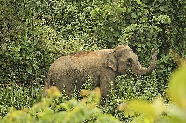 বন্য হাতি