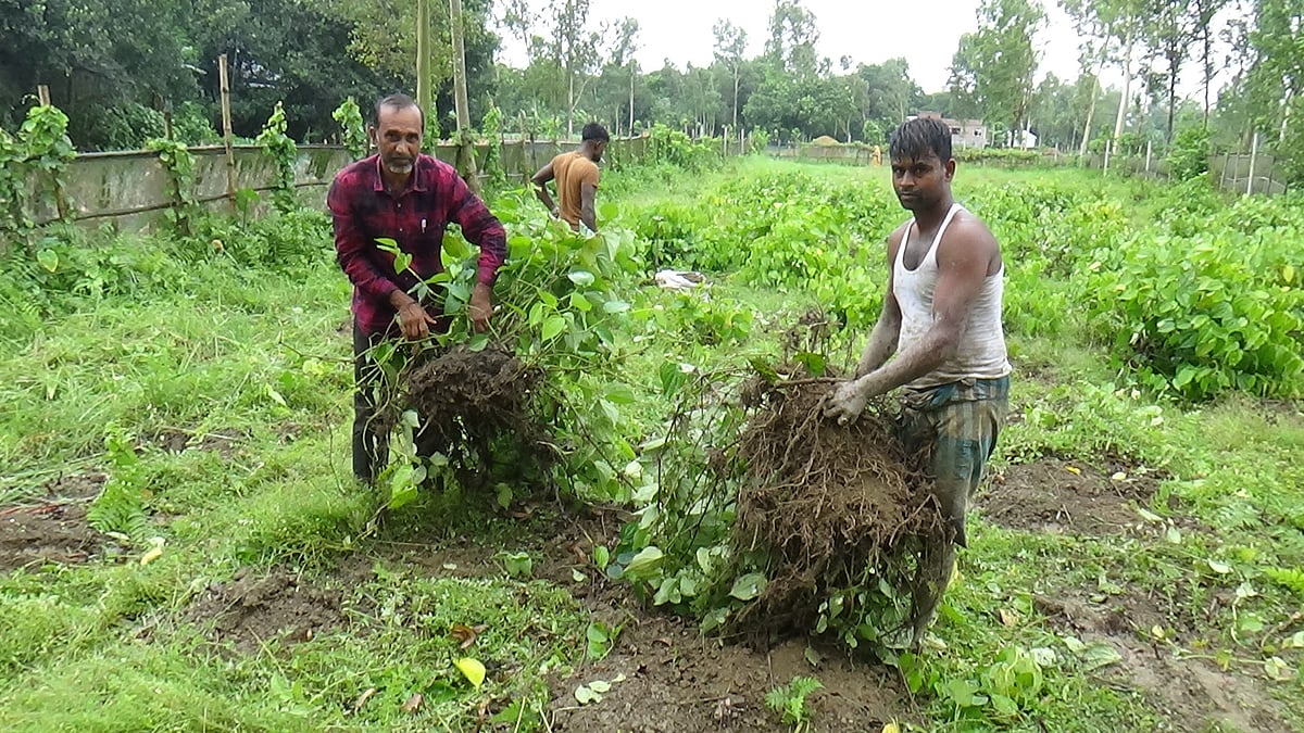 খেত থেকে চুইঝাল সংগ্রহ করছেন শাহ আলম (বাঁয়ে)। তাঁকে সহায়তা করছেন আরও কয়েকজন। সম্প্রতি সিরাজগঞ্জ সদর উপজেলার শিয়ালকোল ইউনিয়নের নিয়ামতপুর গ্রামে