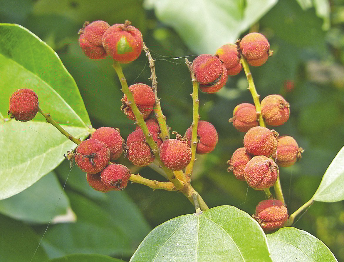 সিঁদুরের ফল, গাজীপুরের হাতিয়াবোয় আরণ্যক বাগানবাড়িতে