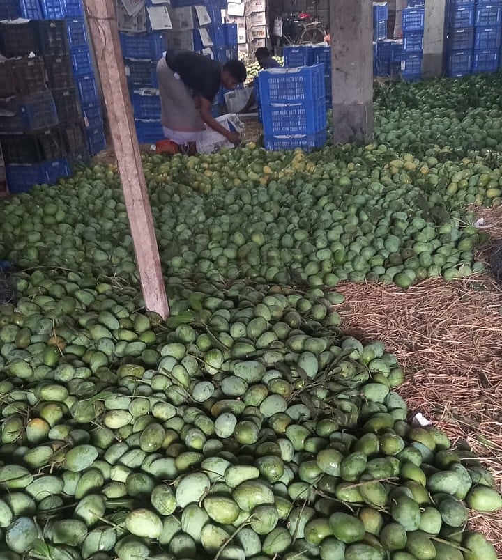 চাঁপাইনবাবগঞ্জের কানসাট বাজারের আমের আড়ৎ থেকে তোলা