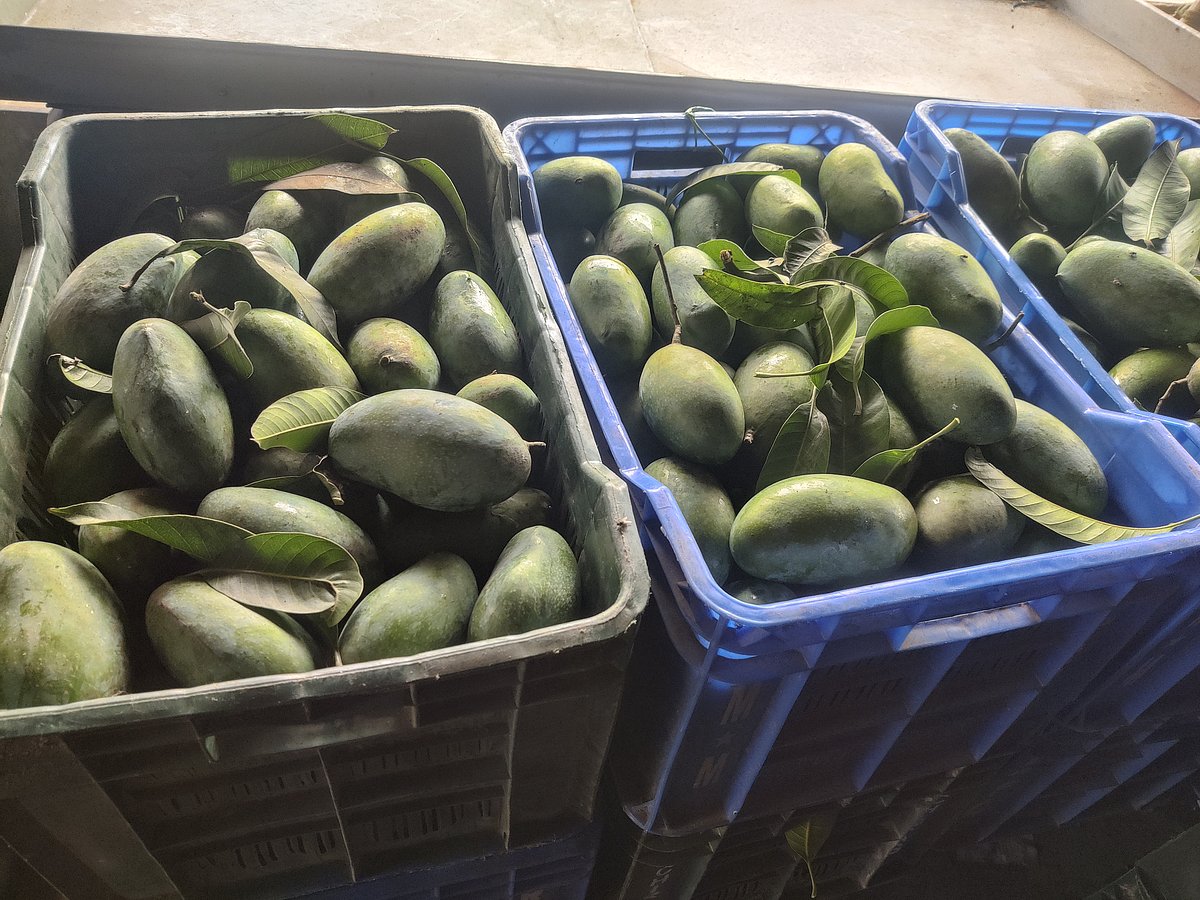 জয়পুরহাটের আক্কেলপুর পৌর রেলগেট এলাকায় একটি দোকানে রাখা নাকফজলি আম। আজ সকালে তোলা