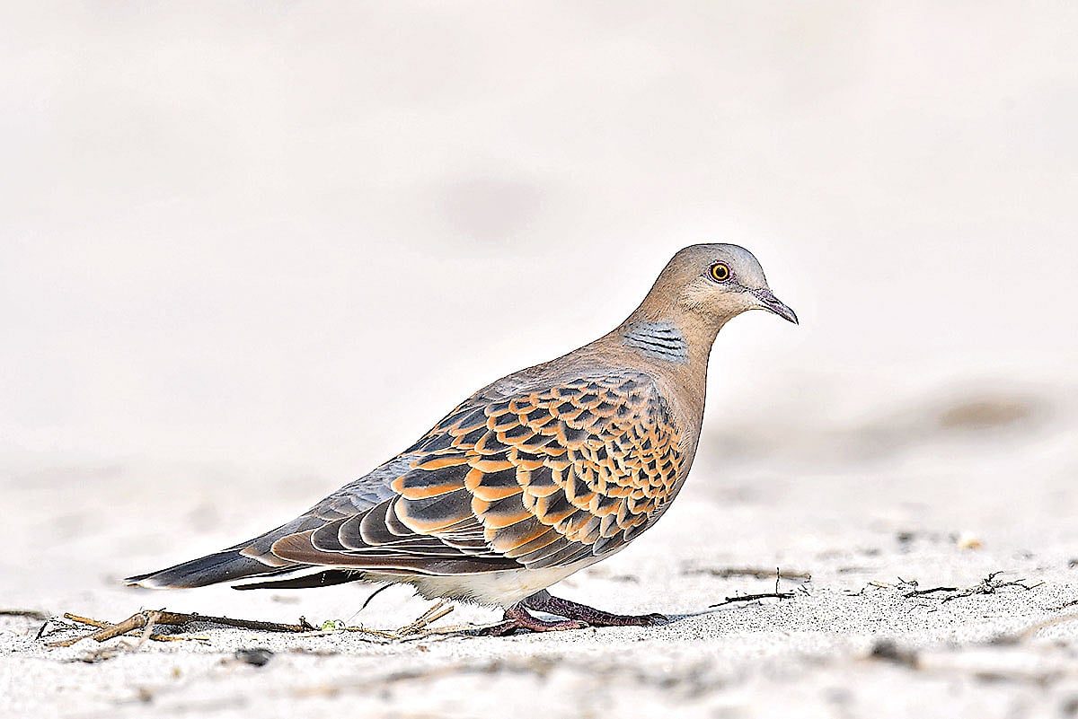 রাজশাহীর পদ্মা নদীর চরে রামঘুঘু