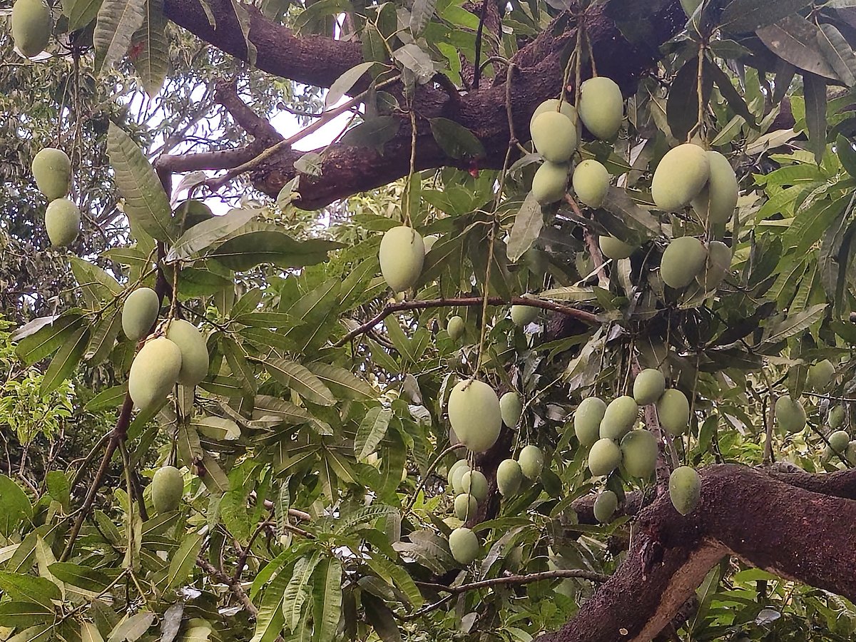 চাঁপাইনবাবগঞ্জের হারুদিঘিতে গাছে ধরে আছে ক্ষিরশাপাতি আম