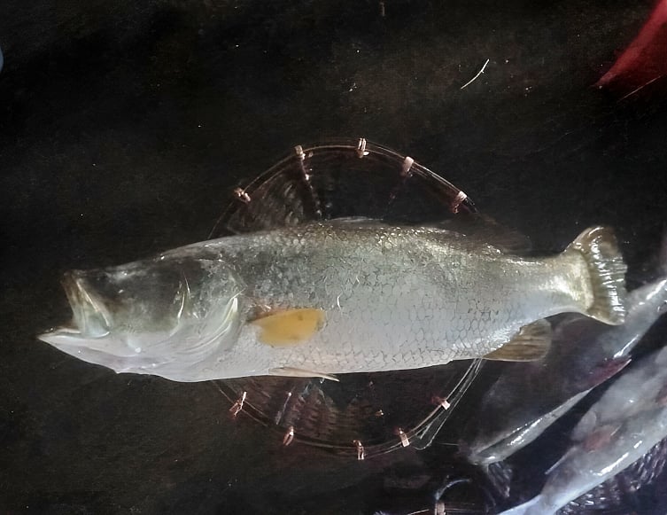 নাফ নদীতে বড়শিতে ধরা পড়া ২০ কেজি ওজনের কোরাল মাছ। গতকাল রোববার রাতে