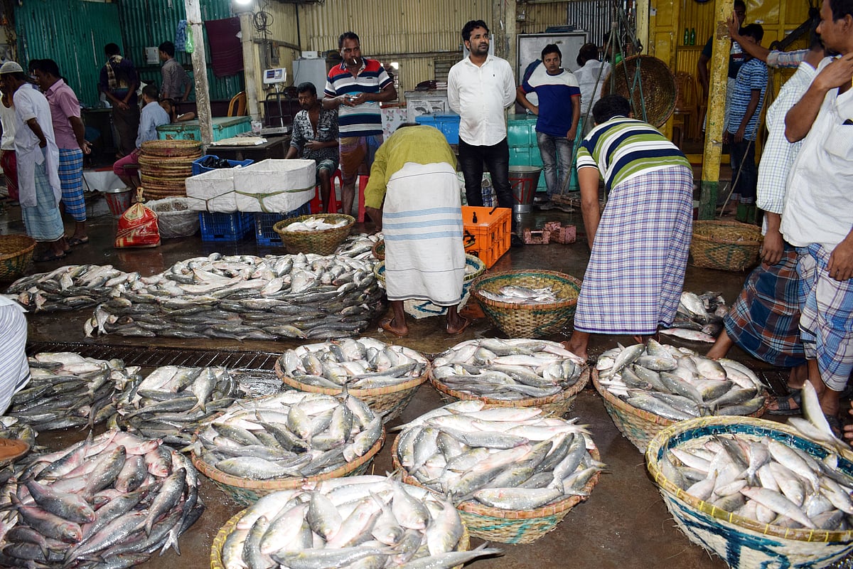 চাঁদপুরে ইলিশের বাজার