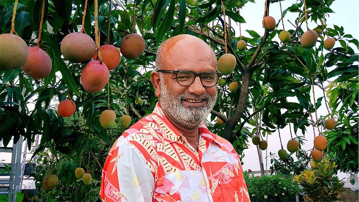 বিভিন্ন জাতের আম ঝুলে আছে সফিকুল ইসলামের ছাদবাগানে