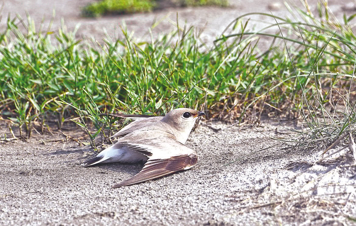 যমুনার চরে বসে আছে বাবু বাটান পাখিটি