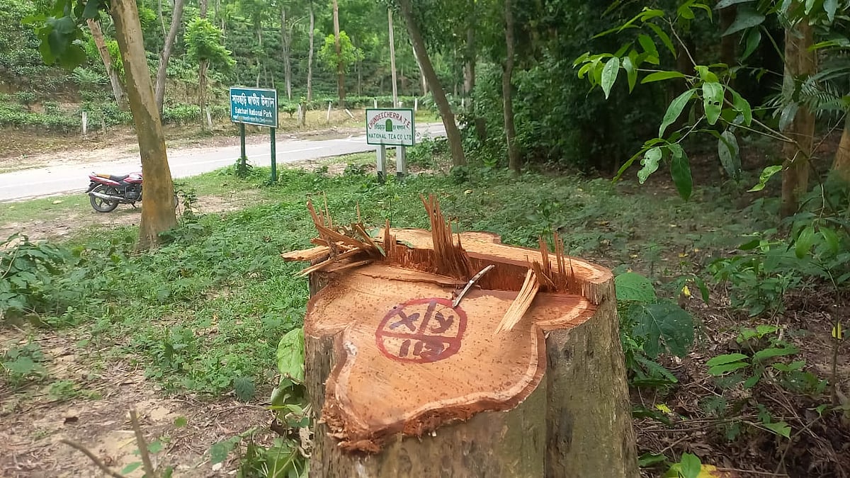 হ‌বিগঞ্জের সাতছ‌ড়ি জাতীয় উদ‌্যা‌নের সেগুনগাছ কে‌টে নেওয়া হয়েছে। আজ বুধবার সকা‌লে