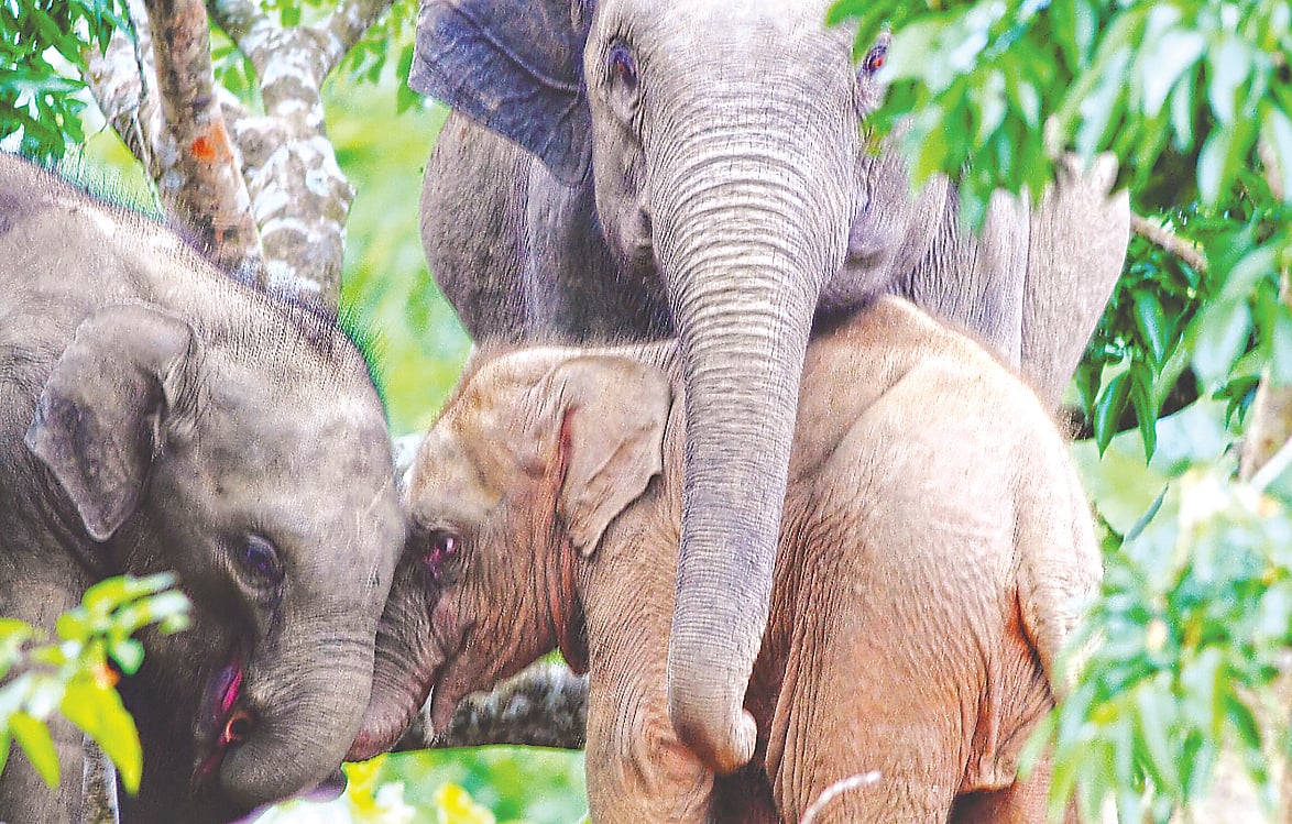 মায়ের সঙ্গে গোলাপি হস্তীশাবক। সোমবার রাঙামাটির দুর্গম পাহাড়ি এলাকায়
