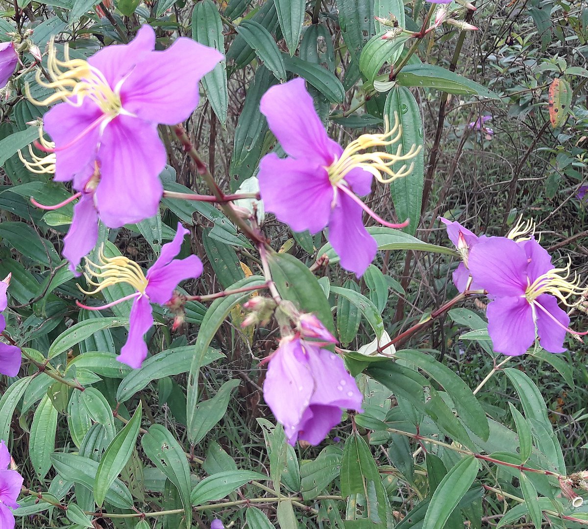 ফুলটি বুনো হলেও তার নাম আছে, পরিচয় আছে। ফুলটির নাম ‘দাঁতরাঙা’