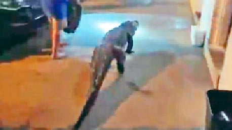 কুমিরটিকে মোটেল থেকে সরিয়ে নেওয়া হচ্ছে