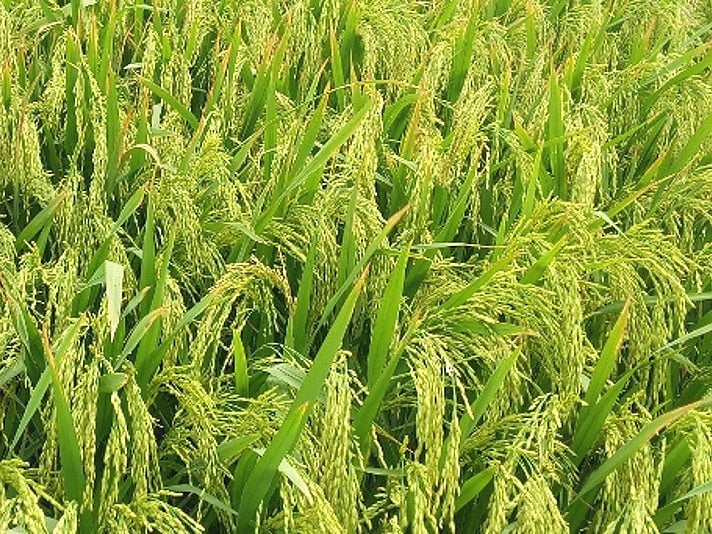 লবণাক্ততা সহনশীল ব্রি-১১২