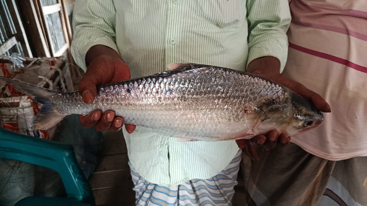 মেঘনায় জেলের জালে ধরা পড়া‌ রাজা ইলিশ। বৃহস্পতিবার দুপুরে সদর উপজেলার তুলাতু‌লি মাছঘাটে