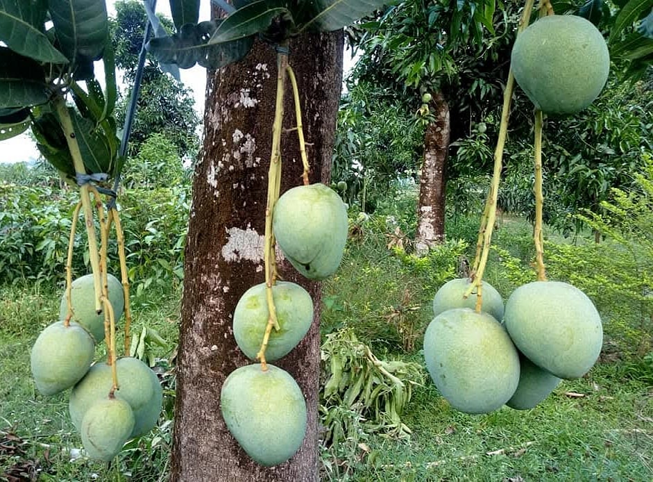 গাছে ঝুলছে বারি আম-৪। সম্প্রতি নওগাঁর সাপাহার উপজেলার গোডাউনপাড়া এলাকার একটি আমবাগানে