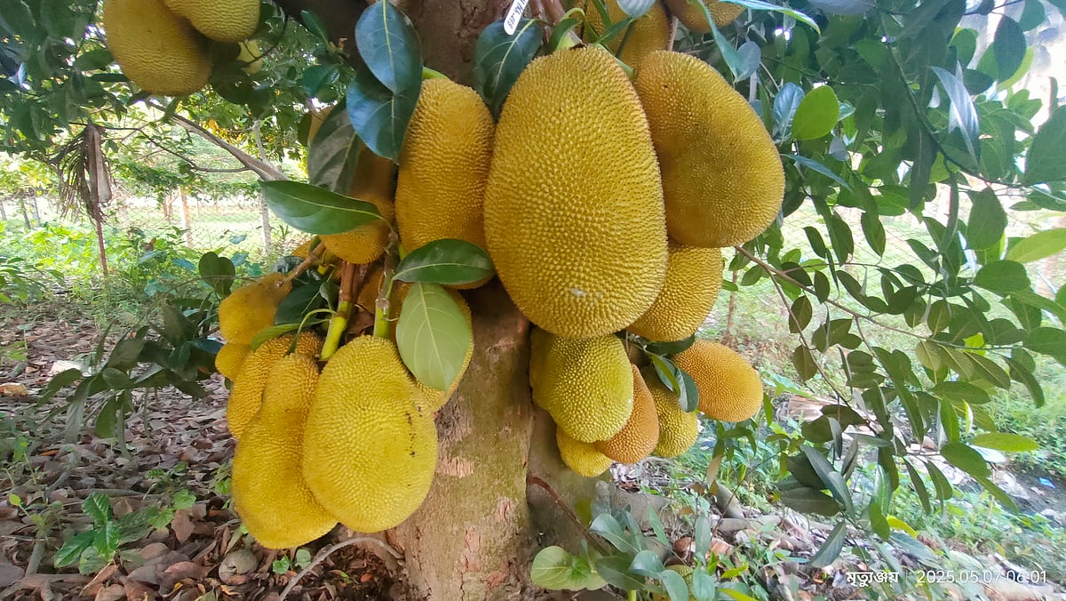 কাঁঠাল আমাদের খাদ্য ও সংস্কৃতির সঙ্গে জড়িয়ে আছে সেই প্রাচীনকাল থেকে