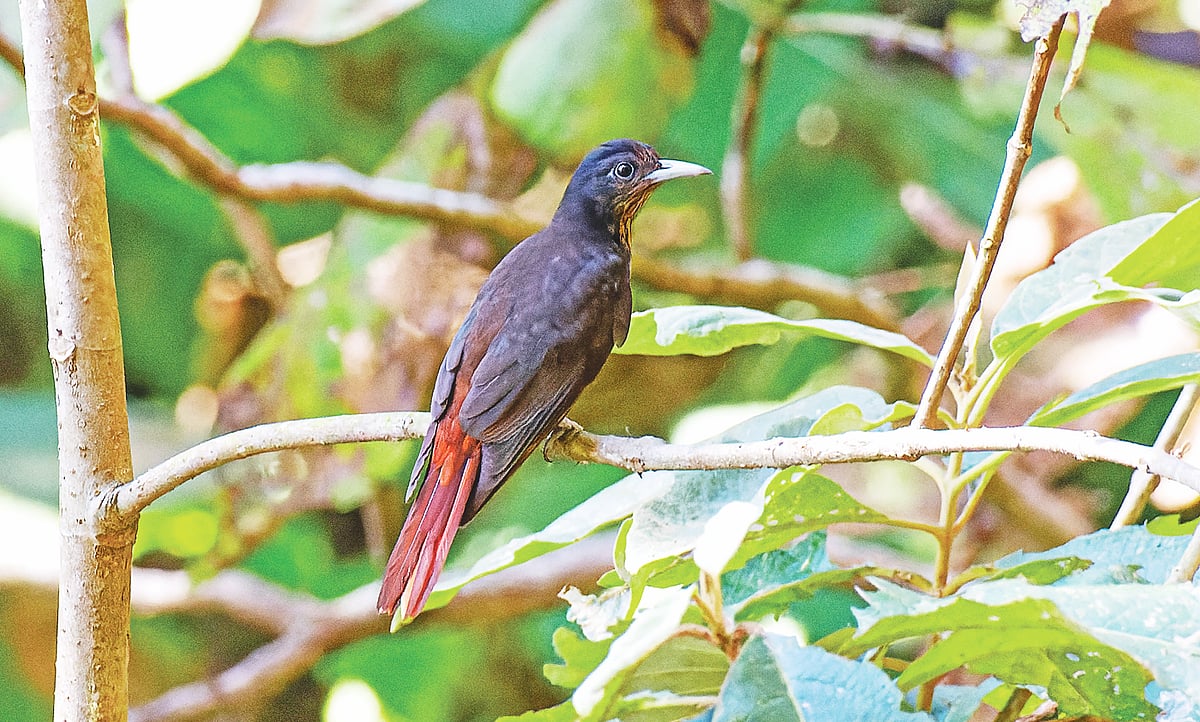 হাজারিখিল বন্য প্রাণী অভয়ারণ্যের সেগুনগাছের ডালে একটি স্ত্রী রাঙা বউ