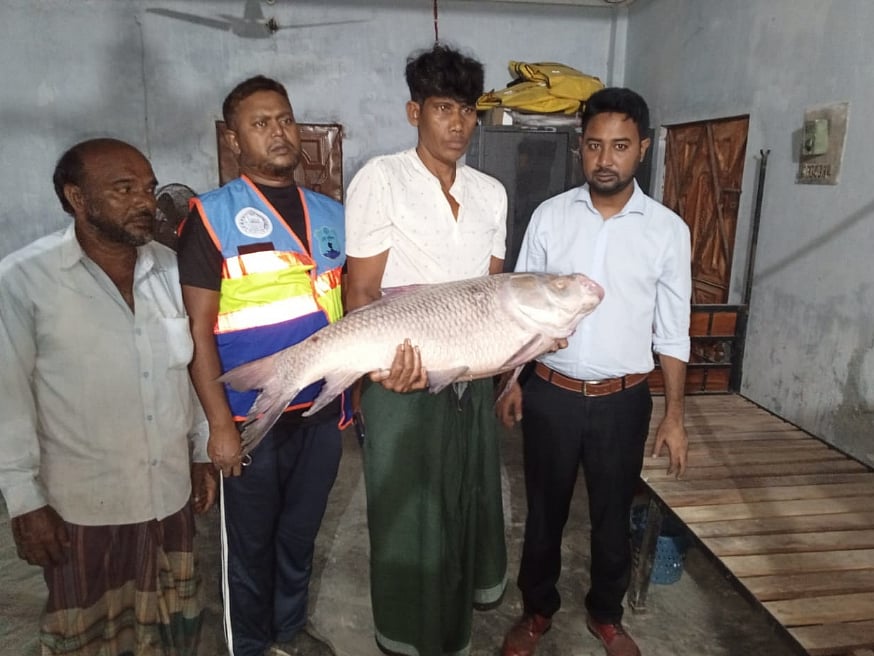 হালদায় মরে ভেসে ওঠা একটি মা কাতলা মা মাছ। আজ সন্ধ্যায় হাটহাজারীর উত্তর মাদার্শা ইউনিয়নের রামদাস মুন্সির হাটে নৌ পুলিশ ফাঁড়িতে