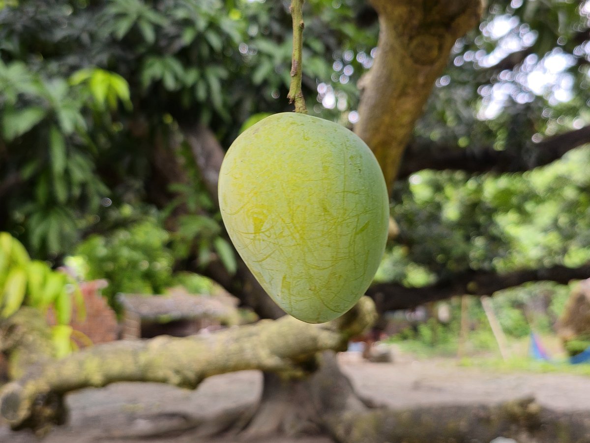 চাঁপাইনবাবগঞ্জ সদর উপজেলার সেকেন্দার চৌধুরীর আমবাগানে আছে বৃন্দাবনী আম