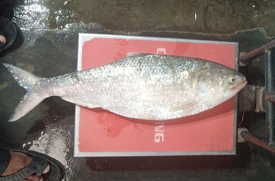 আড়াই কেজি ওজনের ইলিশ বিক্রি হয়েছে ১৩ হাজার টাকায়। আজ সোমবার সকালে