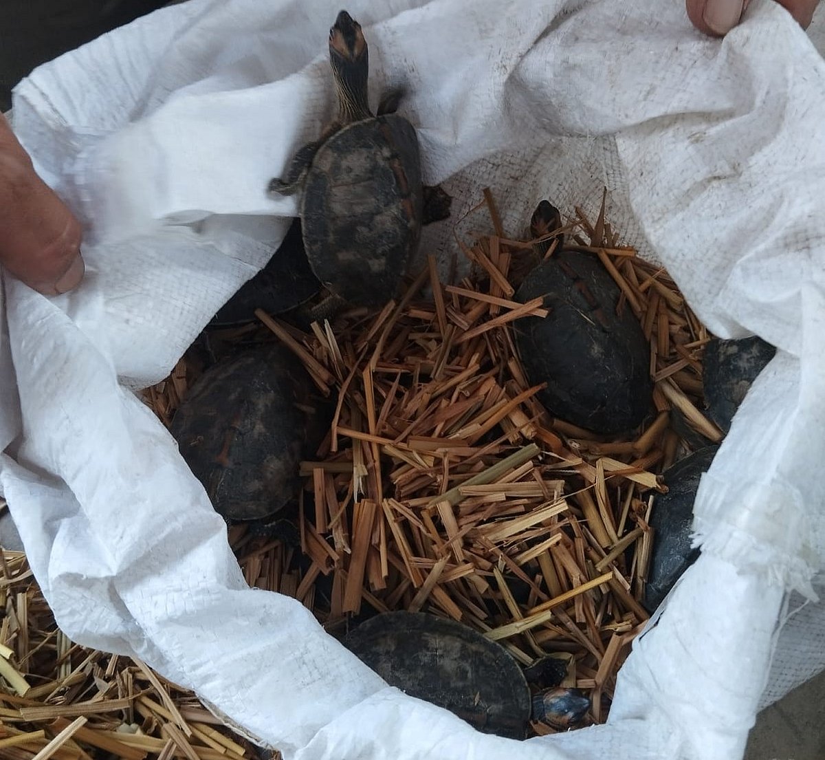 র‌্যাবের অভিযােন উদ্ধার হওয়া কচ্ছপ