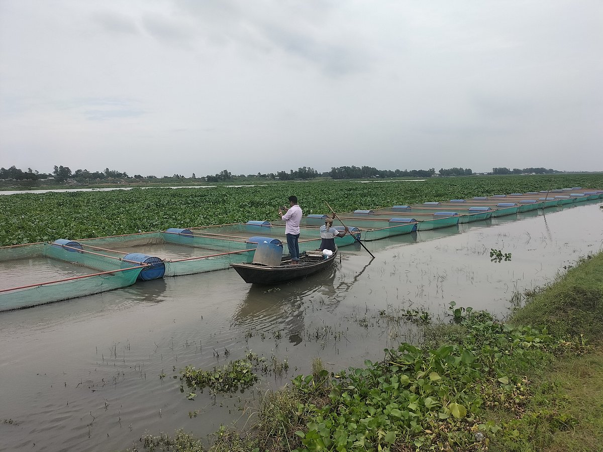 পাবনার বেড়া উপজেলার হুরাসাগর নদে হচ্ছে খাঁচায় মাছ চাষ। সম্প্রতি বেড়া পৌর এলাকার বৃশালিখা মহল্লায় তোলা