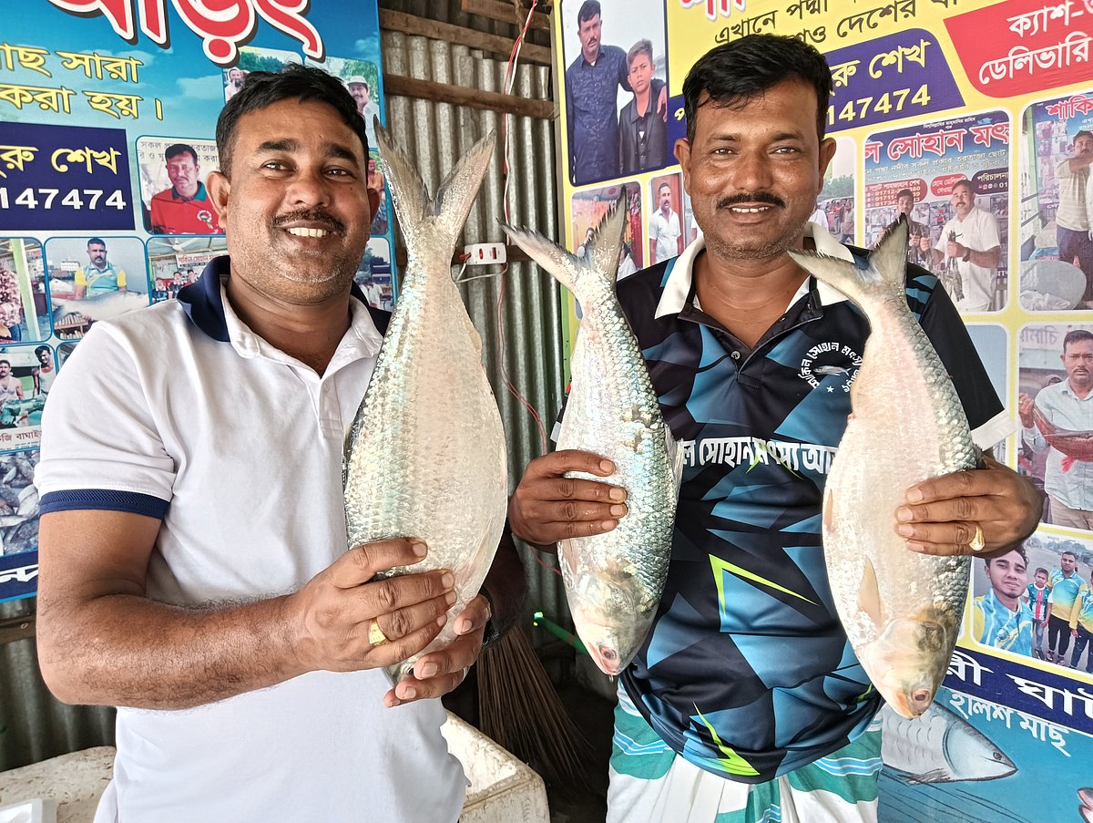 রাজবাড়ীর গোয়ালন্দ উপজেলায় বিক্রির আগে ইলিশগুলো দেখাচ্ছেন মাছ ব্যবসায়ী শাহজাহান শেখ ও তাঁর সহকারী। আজ সোমবার সকালে দৌলতদিয়া ঘাটে