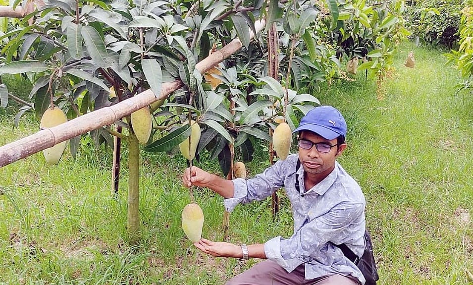 কৃষি উদ্যোক্তা পলাশ হোসেনের বাগানে আছে কিউজাই আমসহ ১২ জাতের বিদেশি আম