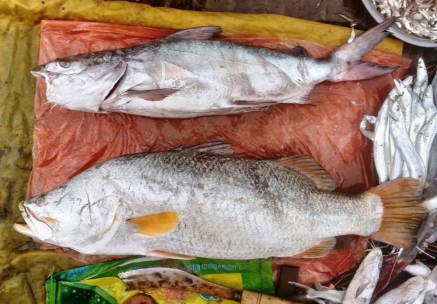 নাফ নদীতে বড়শিতে ধরা পড়া ২২ কেজি ওজনের কোরাল ও ১৭ কেজির রিঠা মাছ। আজ মঙ্গলবার সকালে কক্সবাজারের টেকনাফ উপজেলার বড় বাজারে