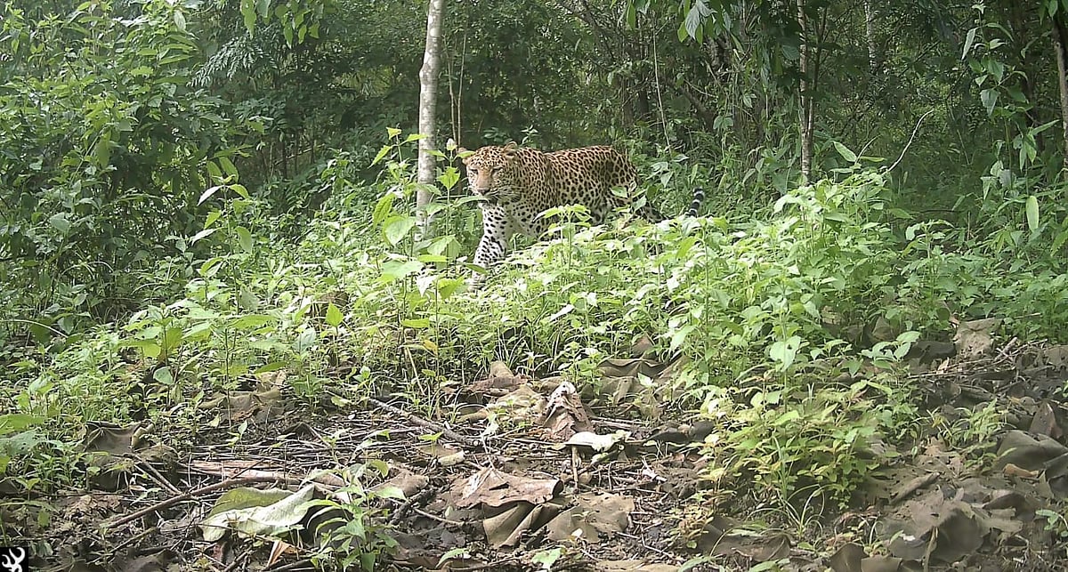 পার্বত্য চট্টগ্রামের একটি বনে স্বাধীনভাবে ঘুরে বেড়াচ্ছে চিতাবাঘ। সম্প্রতি ক্রিয়েটিভ কনজারভেশন এলায়েন্স (সিসিএ) নামের বন্যপ্রাণী বিষয়ক একটি সংস্থার ক্যামেরা ফাঁদে বাঘের ছবি ধারণ করা হয়েছে
