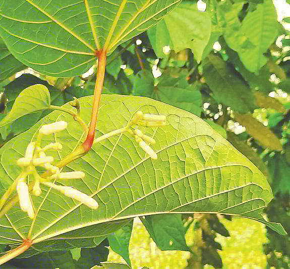 রাংসা নদীর ধারে বনিপদগাছ