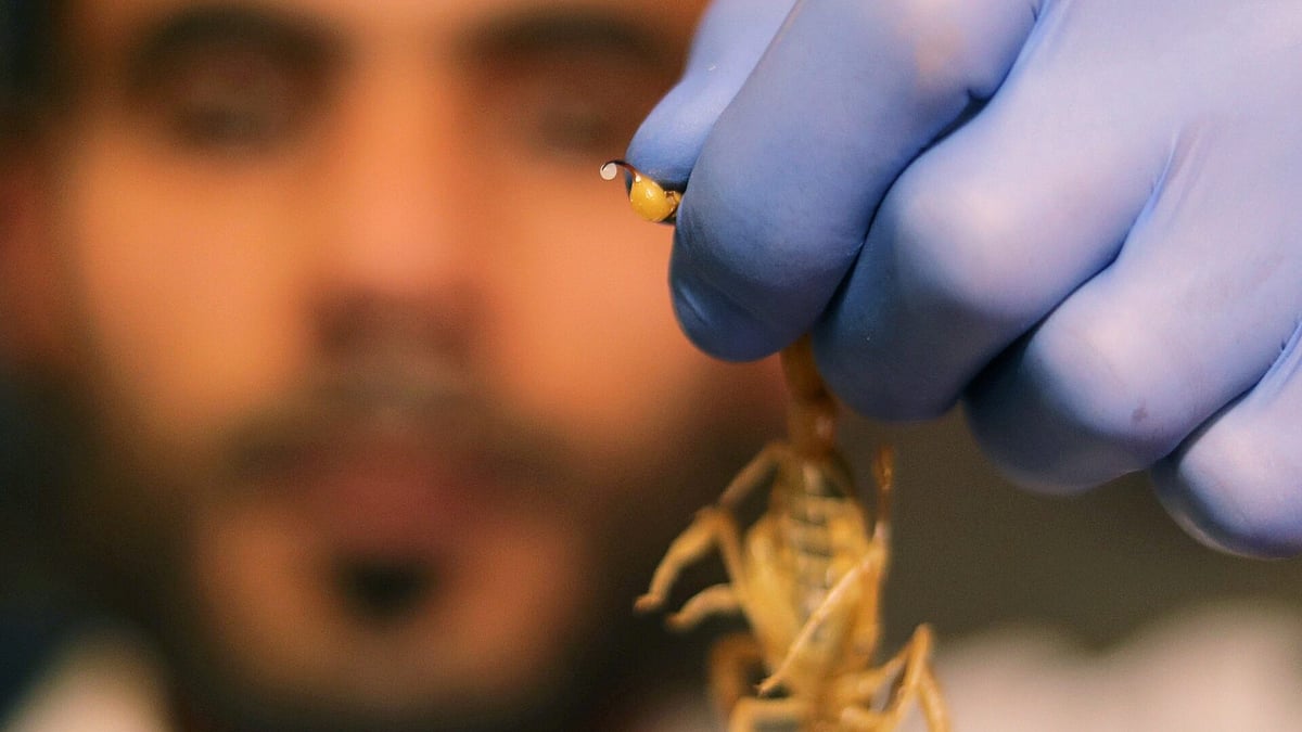 আমাজনের বিচ্ছুর বিষে থাকা অণু স্তন ক্যানসারে আক্রান্ত কোষের বিরুদ্ধে কাজ করে