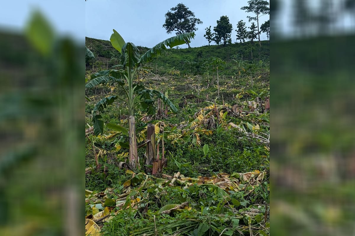 বান্দরবানের আলীকদমের ম্রোপাড়ার এসব গাছ কেটে ফেলা হয়েছে। ম্রোদের অভিযোগ, বন বিভাগ বনায়নের জন্য তাদের বাগানের গাছ কেটেছে। কিন্তু বন বিভাগের দাবি, জমিটি সংরক্ষিত বনের মধ্যে পড়েছে