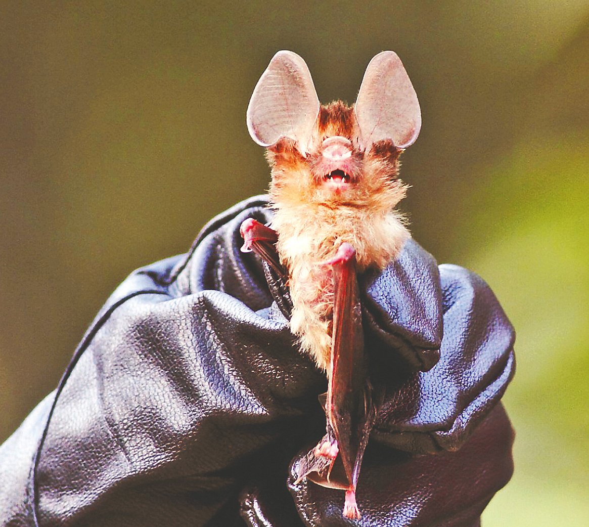 পাতা-নাক বাদুড়। গত এপ্রিলে বান্দরবানের থানচির এক পাহাড়ি এলাকায়