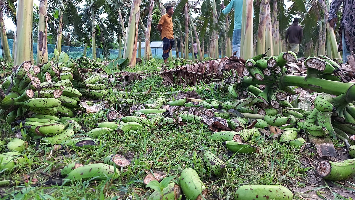 দিনাজপুরের বিরামপুর উপজেলার এক চাষির জমিতে প্রায় ৪৮০টি কলার কাঁদি কেটে নষ্ট করে দুর্বৃত্তরা। গতকাল বিকেলে খানপুর ইউনিয়নের রতনপুর গ্রামে